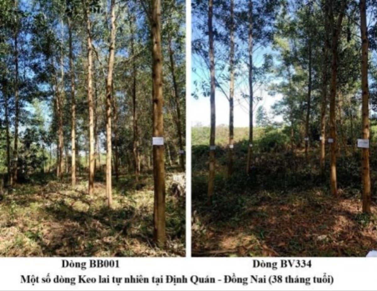 anh-3-nghien-cuu-chon-tao-giong-keo-lai-va-keo-la-tram-phuc-vu-trong-rung-go-lon-o-mot-so-vung-sinh-thai-chinh-anh-vkhln.jpg