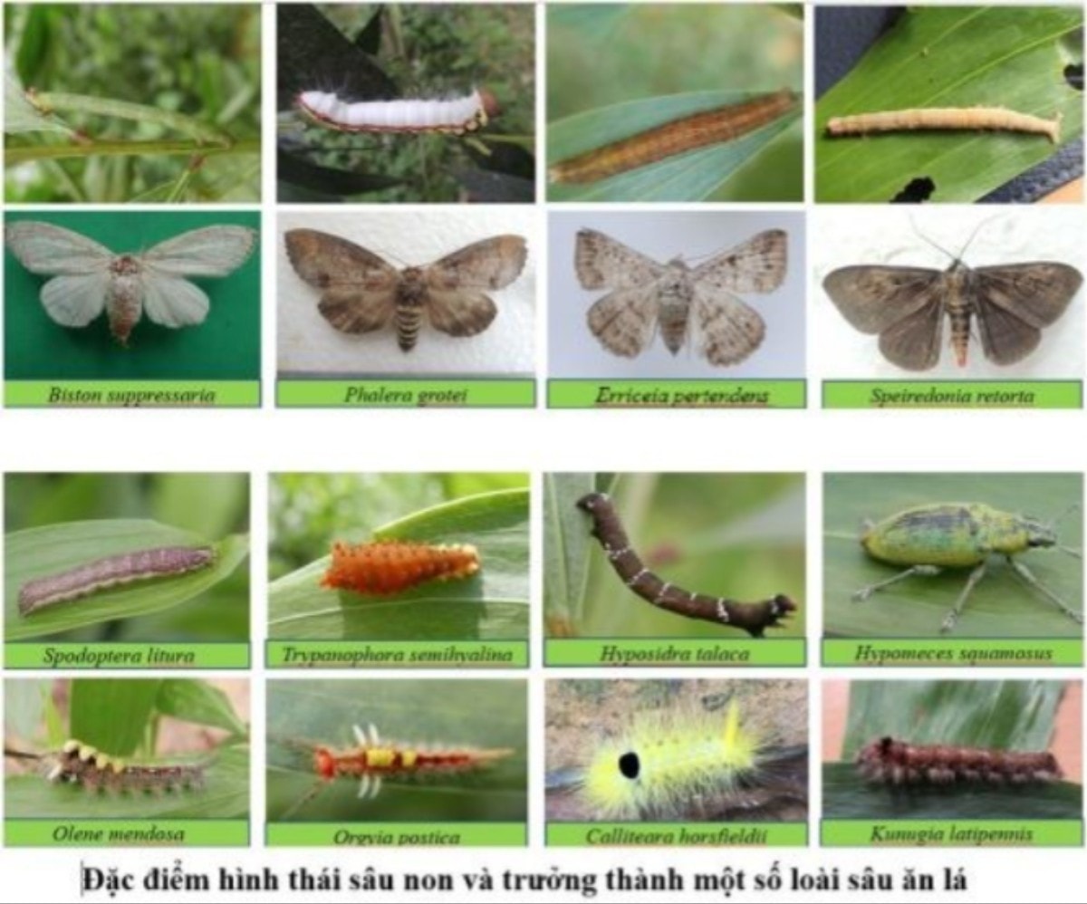 anh-2-nghien-cuu-phong-tru-mot-so-loai-sau-an-la-chinh-va-mot-duc-than-cac-loai-keo-tai-tuong-keo-lai-va-keo-la-tram-do-vien-khoa-hoc-lam-nghiep-viet-nam-thuc-hien-anh-vkh-1.jpg