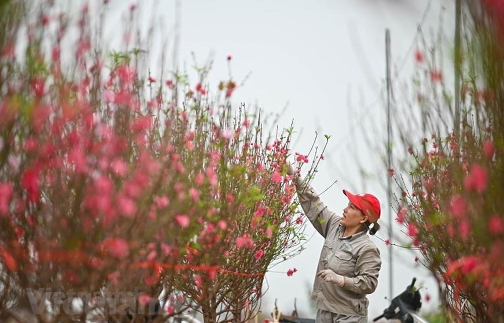 Dịp nghỉ dịp Tết Âm lịch năm 2025 sẽ kéo dài 9 ngày bao gồm 5 ngày nghỉ Tết Âm lịch và 4 ngày nghỉ hằng tuần. Ảnh: PV/Vietnam+