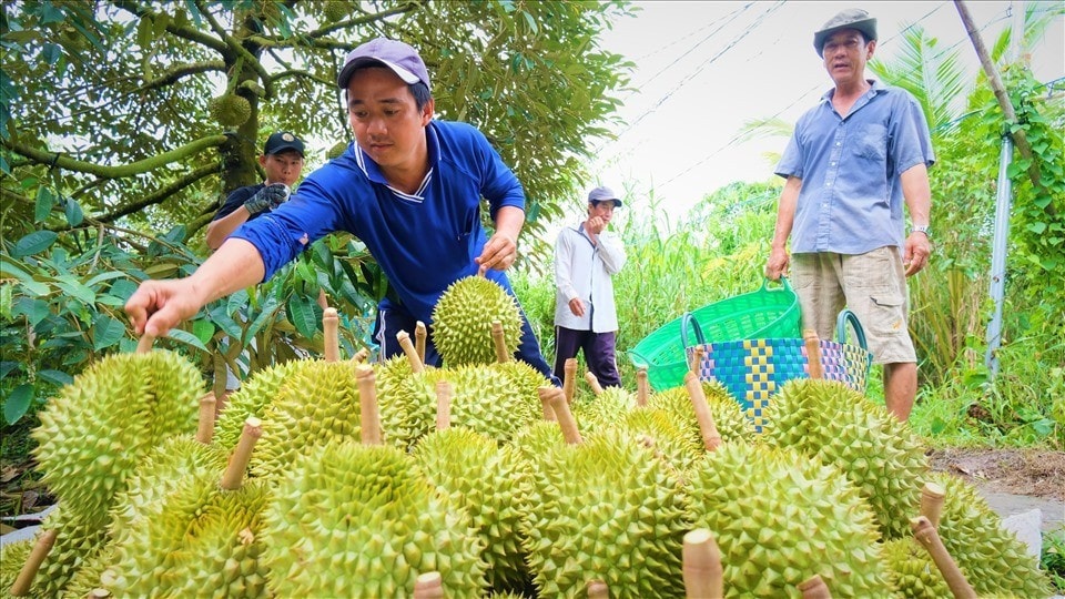 sau-rieng-11.jpg