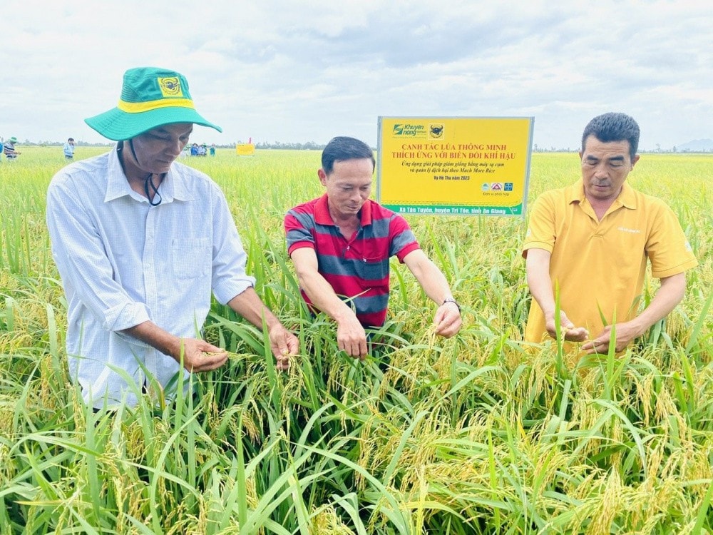 Chương trình Canh tác lúa thông minh của Công ty CP Phân bón Bình Điền đã cập nhật các giải pháp kỹ thuật để giúp nông dân ứng dụng vào sản xuất. Ảnh: ITN
