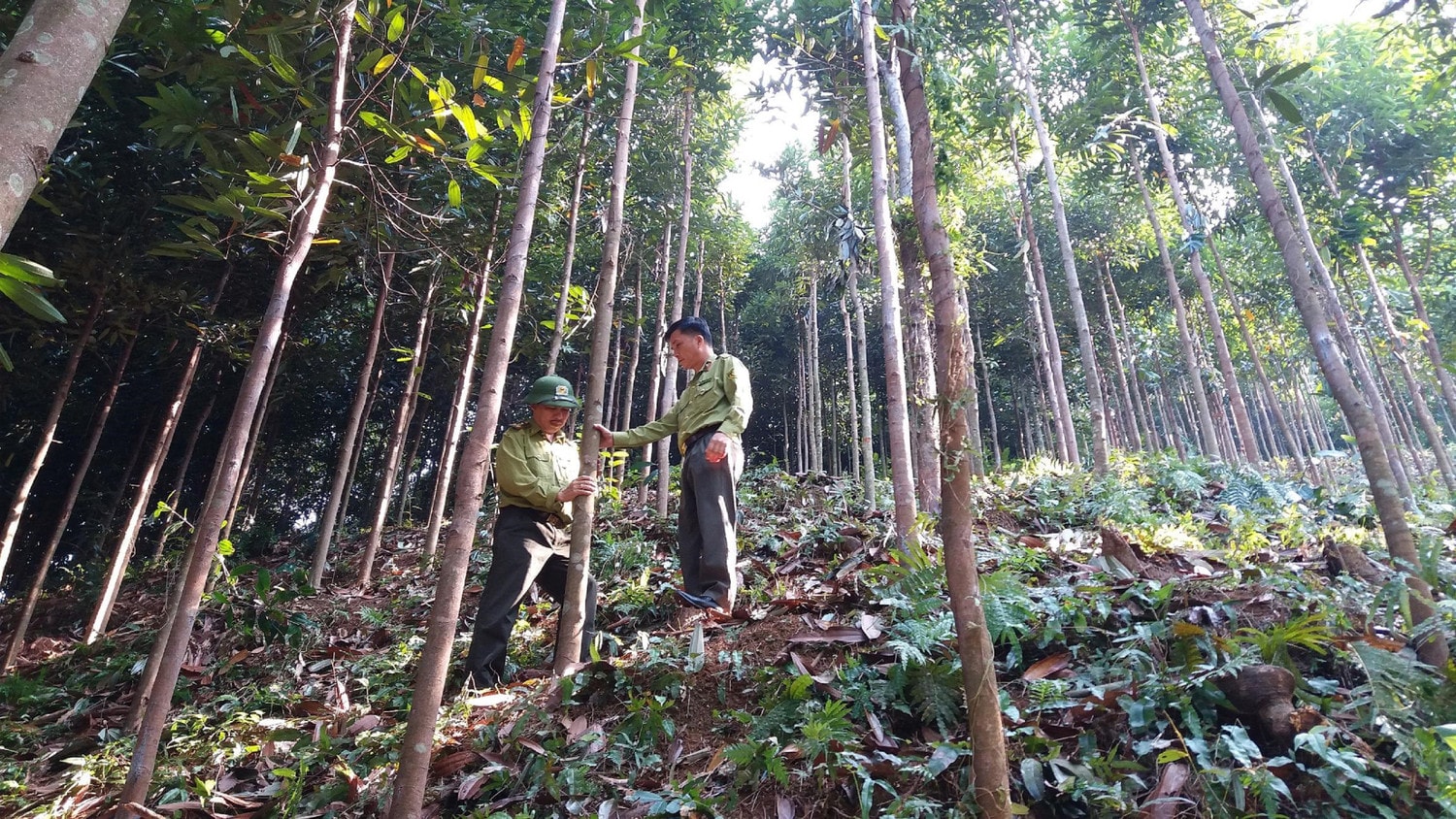 Rừng đã giúp nhiều hộ thoát nghèo, làm giàu trên chính quê hương mình