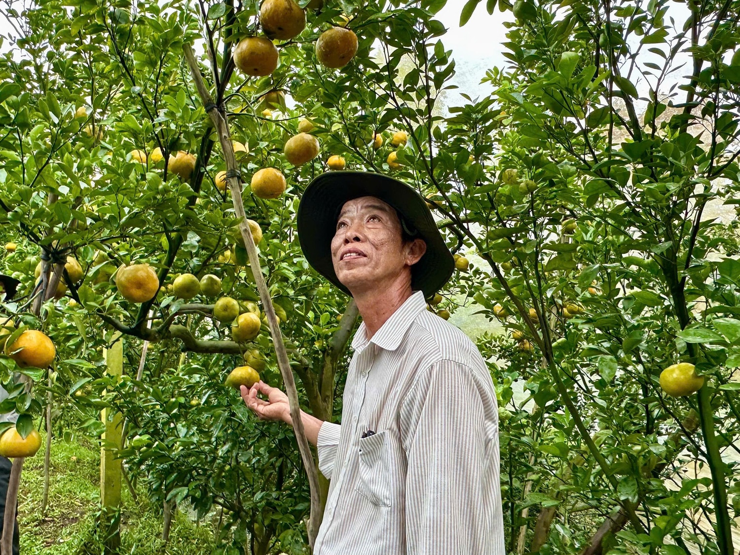 Nhờ thực hành sản xuất tốt, ông Nguyễn Văn Đầy, ấp Long Hưng 2, xã Long Hậu, huyện Lai Vung, Đồng Tháp, đã hồi sinh vườn quýt hồng.