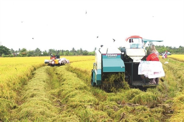 Harvesting high quality rice in the fields of Tiến Thuận Cooperative in the Mekong Delta province of Cần Thơ. Việt Nam is accelerating a project to develop one million hectares of high-quality and low-carbon rice in the delta. VNA/VNS Photo Thu Hiền download.jpg