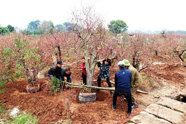 Nông dân Bắc Ninh chăm sóc, thu hoạch cây cảnh phục vụ thị trường Tết Nguyên đán Ất Tỵ 2025. Nguồn: ITN