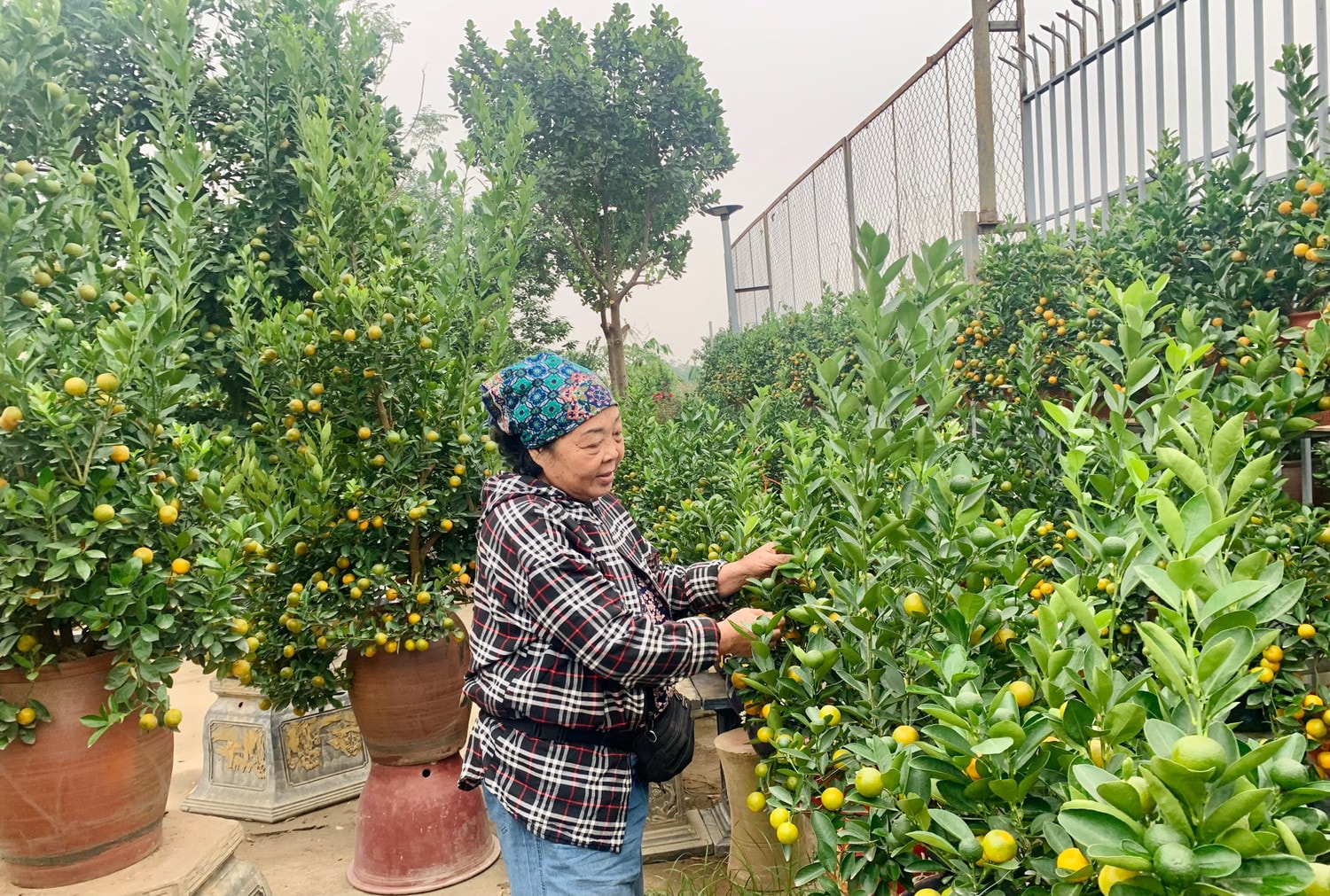 Người dân Tứ Liên chăm sóc những chậu quất để kịp phục vụ thị trường dịp Tết Nguyên đán Ất Tỵ 2025