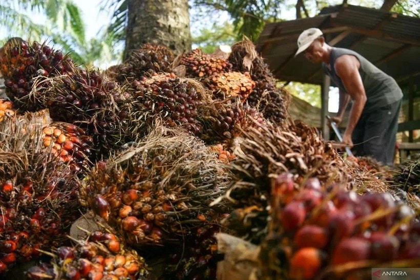 A worker collects oil palm fruit bunches at a PT Perkebunan Nusantara IV plantation in Deli Serdang, North Sumatra, Indonesia. The government is preparing to implement the mandatory 50% biodiesel (B50) programme in 2026 to stop diesel import. (Photo: Antara) palm-fruit.jpg