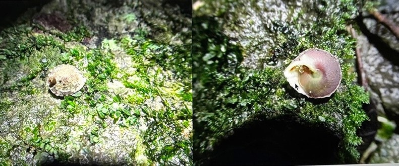 oc-phong-nha-ke-bang.jpg