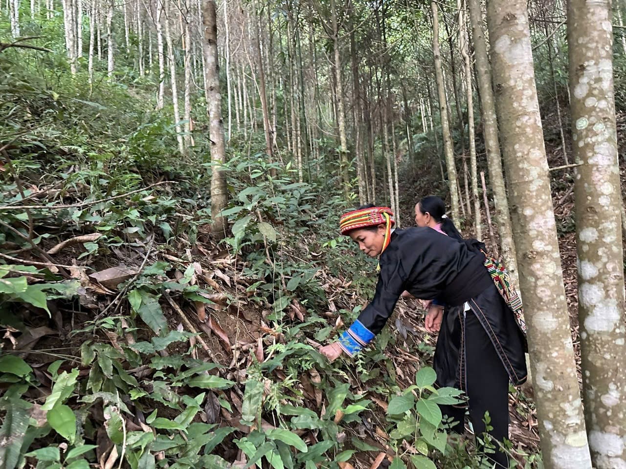 Nguồn vốn tín dụng giúp phủ xanh núi đồi Bắc Kạn, mang lại cuộc sống yên bình cho đồng bào. Ảnh: Đông Dư