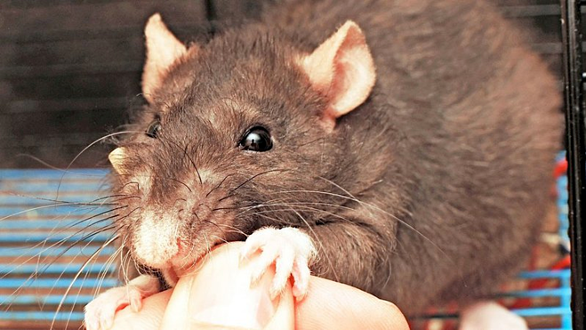 ratte-biss-max-800x800-1561687-7433-4737-1561688004.png
