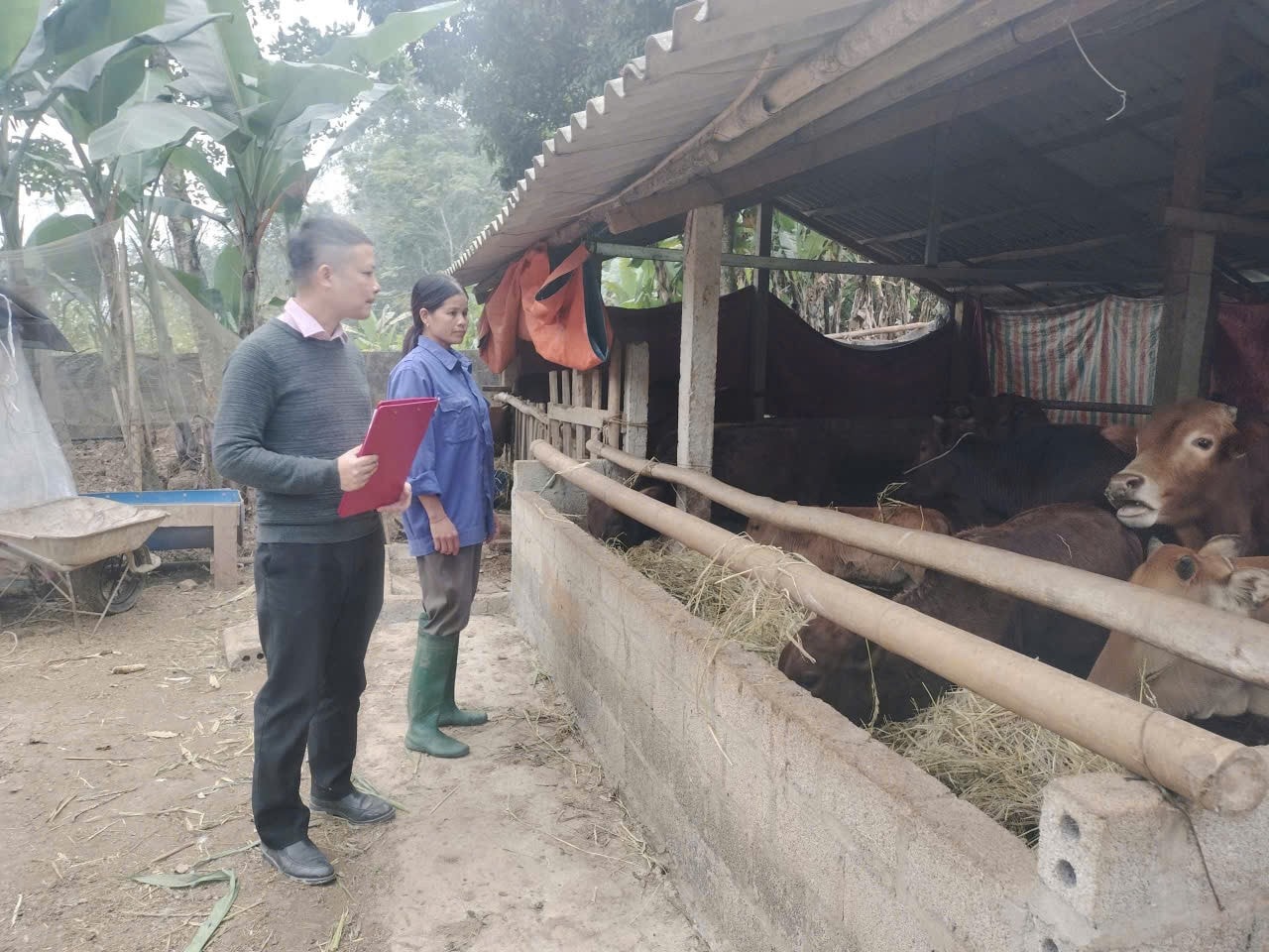 Nông dân huyện Lục Yên sử dụng vốn chính sách đầu tư phát triển kinh tế, giảm nghèo bền vững, cải thiện cuộc sống
