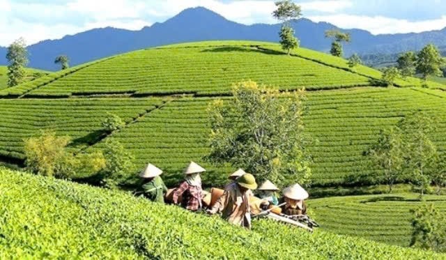 Chè là cây chủ lực, góp phần giúp người dân huyện Tân Sơn thoát nghèo. Ảnh: Chi Hương