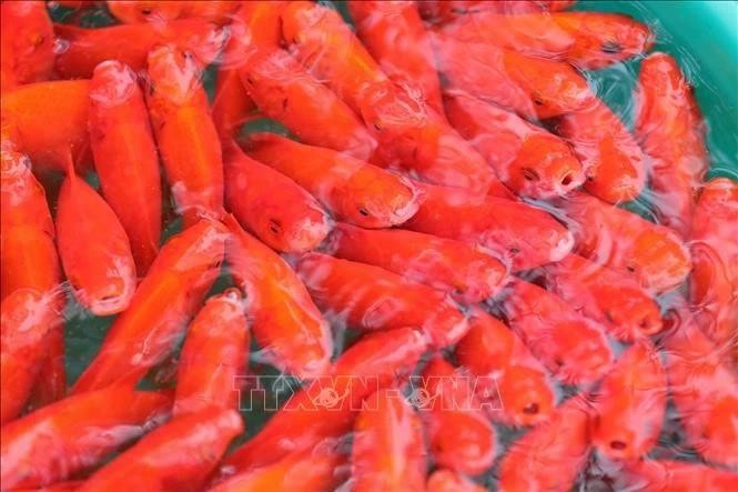 The red carps for the ritual remain reasonably priced at 25,000-75,000 VND for three fish, depending on sizes. (Photo: VNA) red-carp.jpg