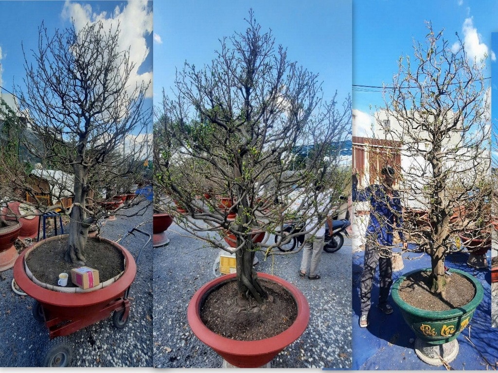 collages.jpg
