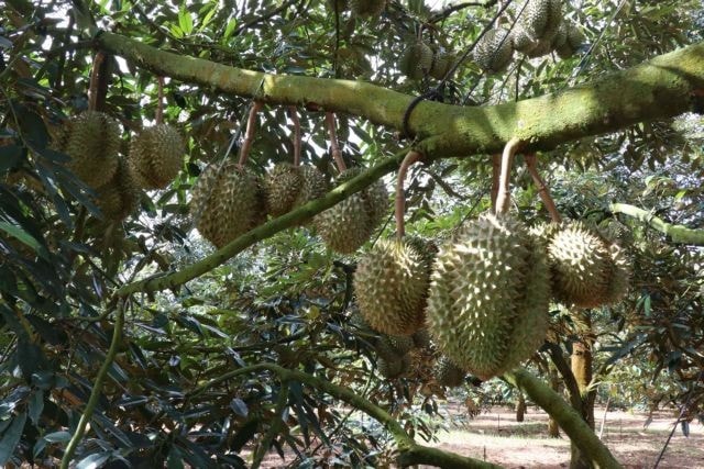 A durian farm in Đắk Lắk Province. VNA/VNS Photo A durian farm in Đắk Lắk Province. VNA/VNS Photo