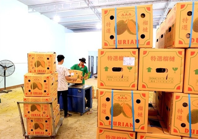 Export durian batches. China has tightened the inspection of Basic Yellow 2 (BY2) residues in durian batches exported from other countries into their market, including Việt Nam. — VNA/VNS Photo Export durian batches. China has tightened the inspection of Basic Yellow 2 (BY2) residues in durian batches exported from other countries into their market, including Việt Nam. — VNA/VNS Photo