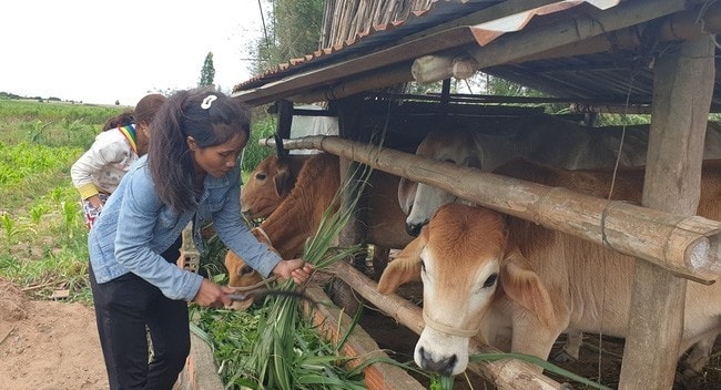 Chính sách hỗ trợ cây, con giống giúp người dân Gia Lai thoát nghèo. Ảnh: Đình Văn