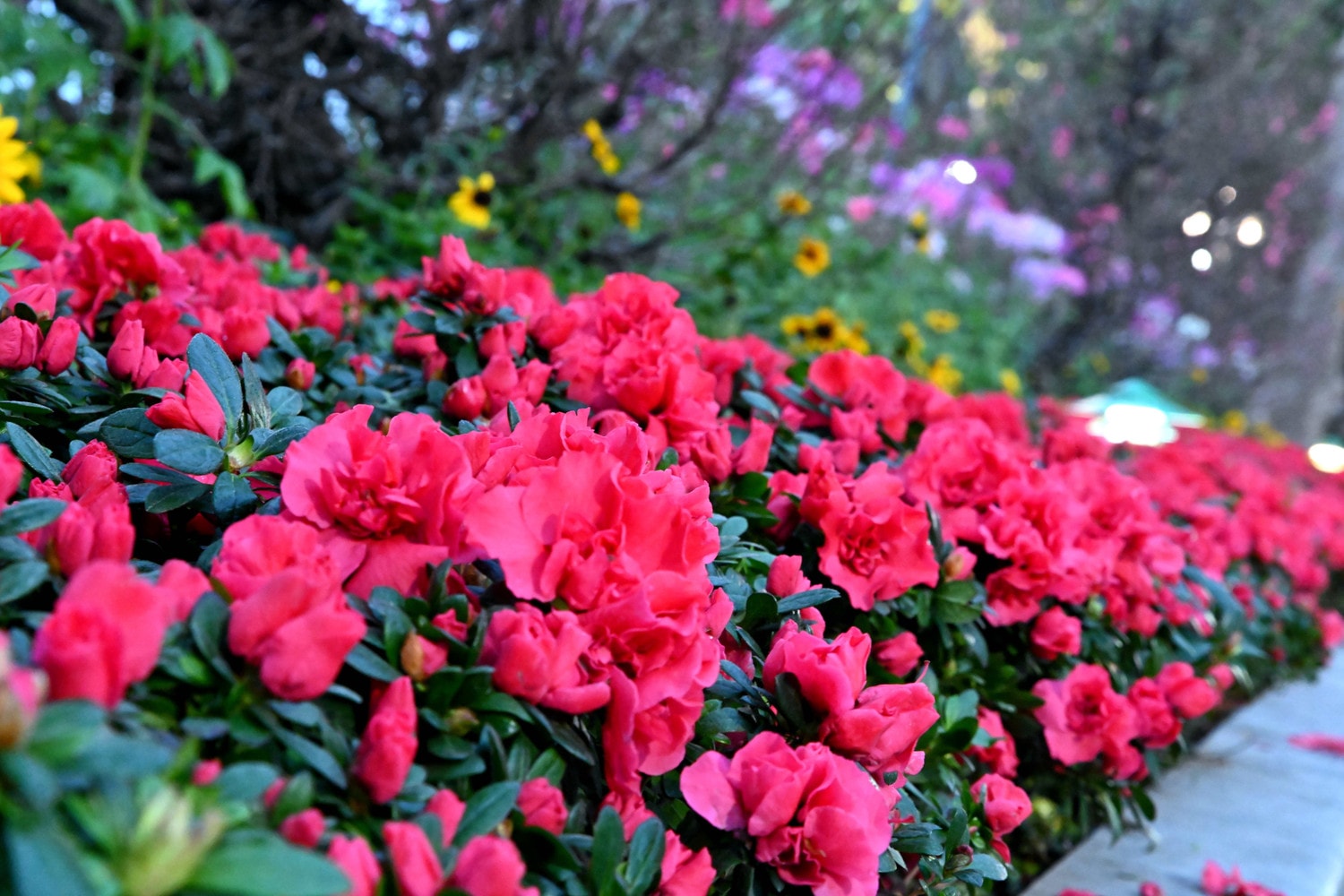 dsc-9091.jpg