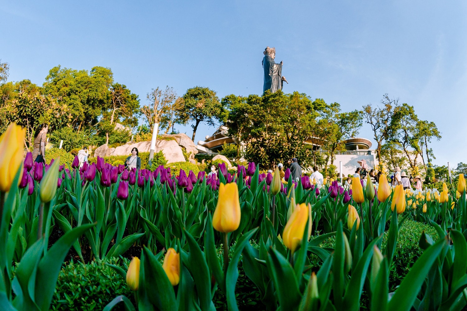 hoa-tulip.jpg