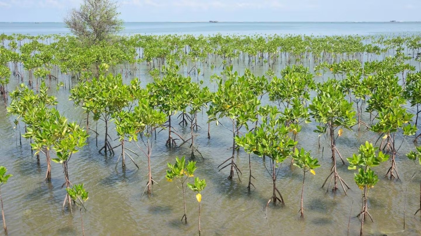 Photo: ITN young-mangrove-forest-at-seaside-dreamstimejpeg.jpg