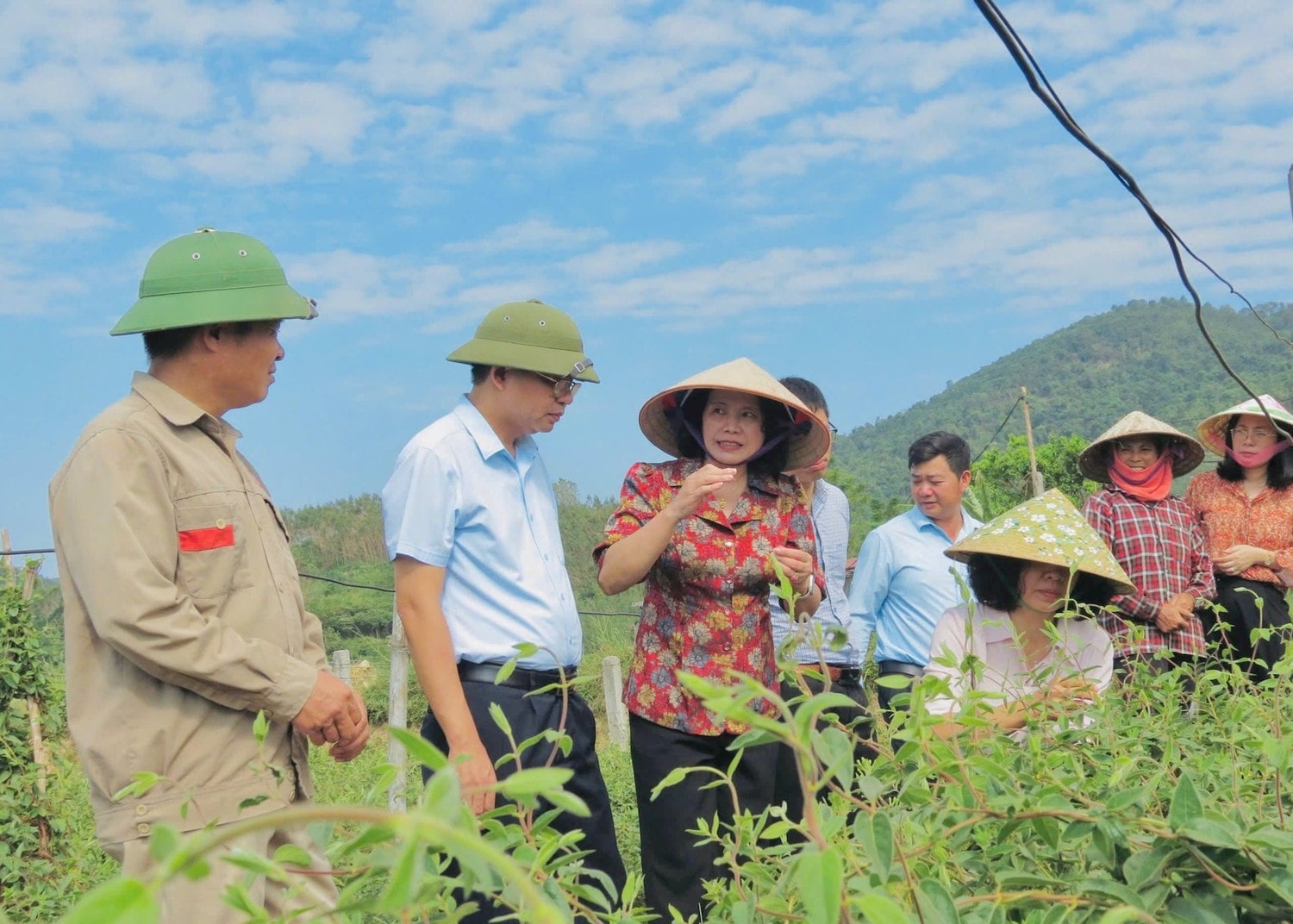 Phó Chủ tịch Thường trực HĐND tỉnh Nguyễn Thị Ngọc Bích cùng đoàn giám sát Ban Kinh tế - Ngân sách HĐND tỉnh khảo sát mô hình sản xuất cây dược liệu kim ngân hoa theo hướng GACP-WHO tại xã Hoàng Hoa Thám, thành phố Chí Linh. Ảnh: HN