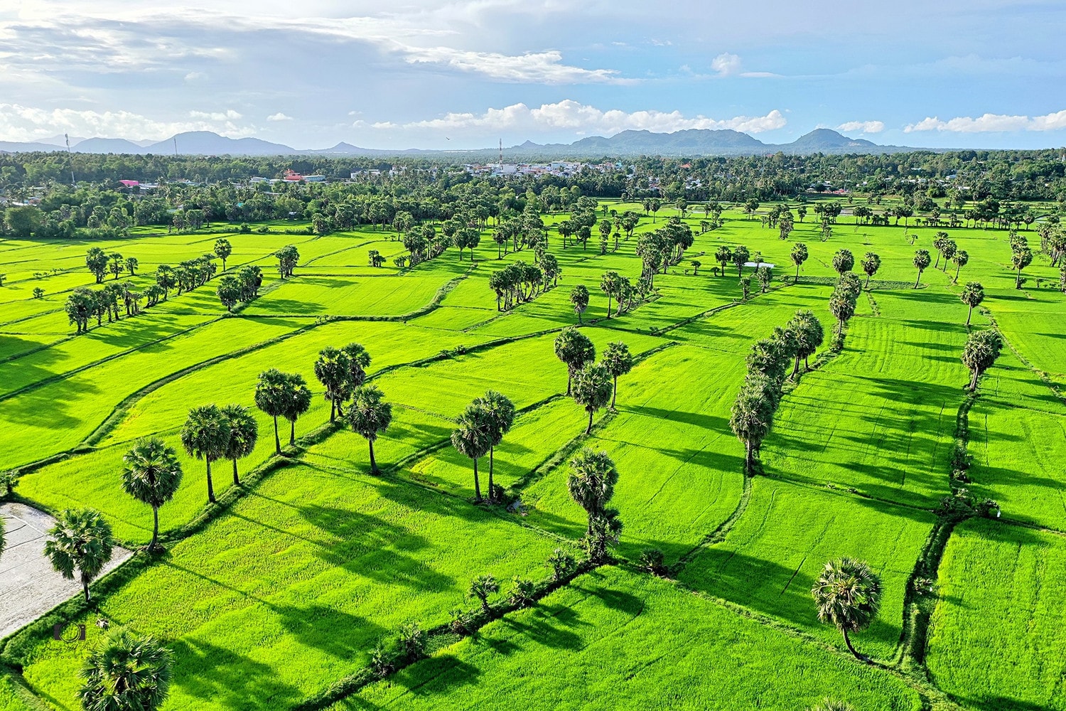 Việt Nam đang triển khai Đề án 1 triệu ha lúa chất lượng cao phát thải thấp gắn với tăng trưởng xanh vùng đồng bằng sông Cửu Long.