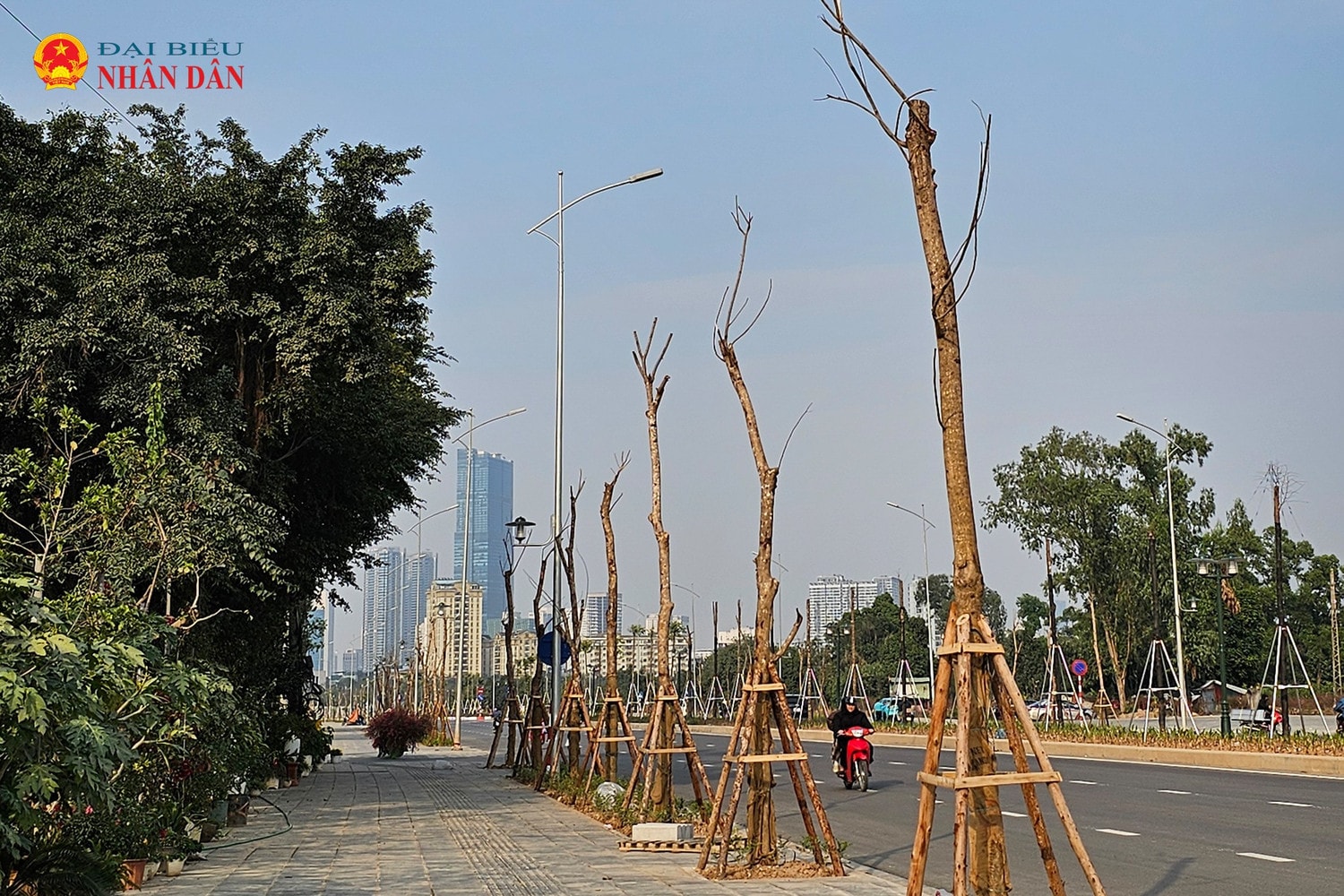 cay-chet-le-quang-dao-keo-dai-2025-4.jpg