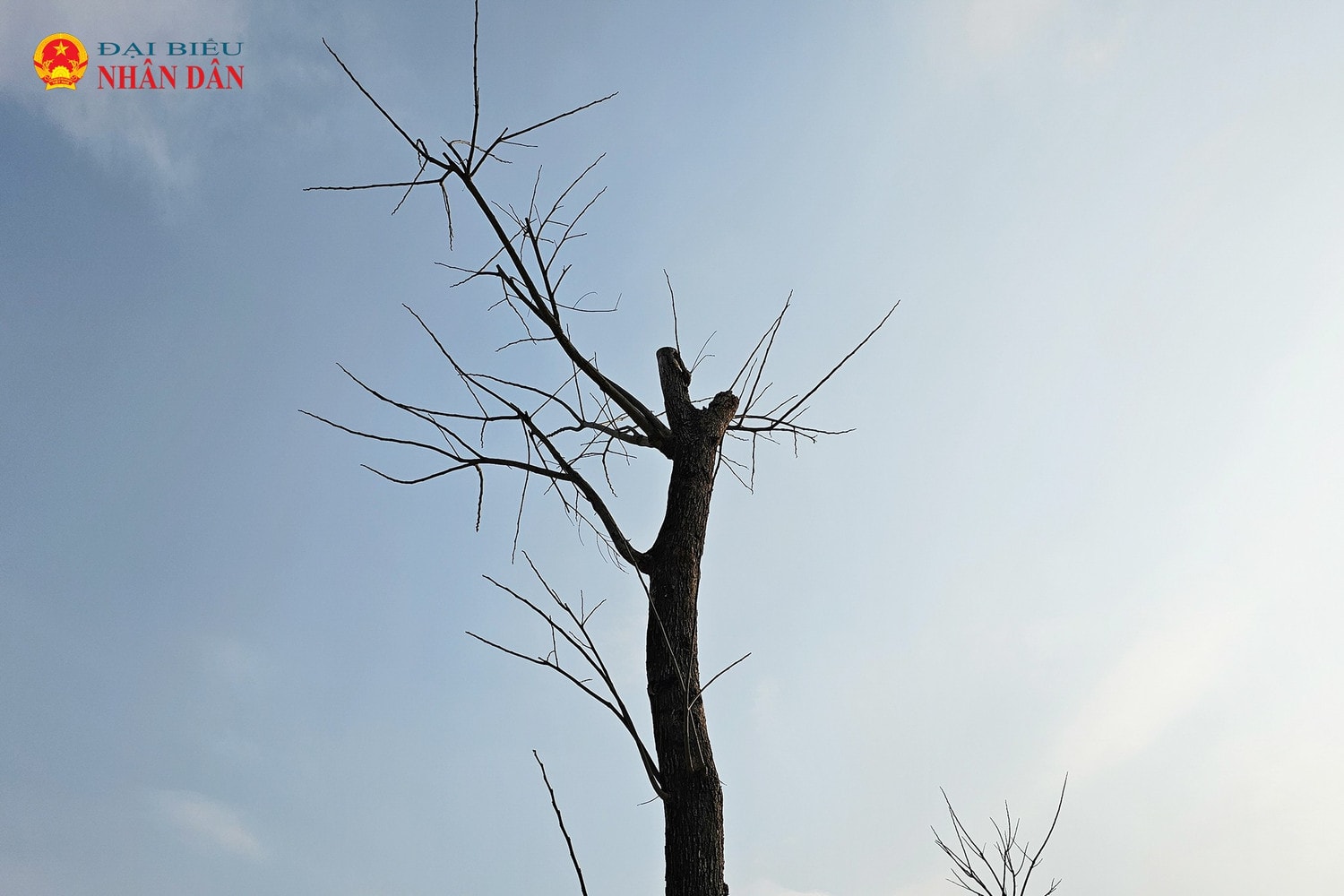 cay-chet-le-quang-dao-keo-dai-2025-2.jpg