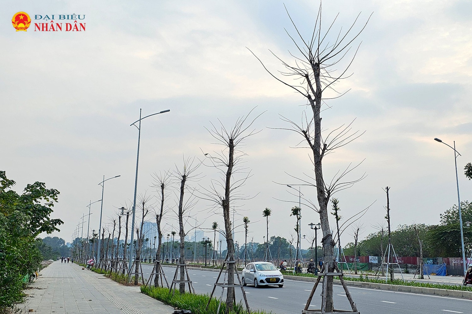 cay-chet-le-quang-dao-keo-dai-2025-10.jpg