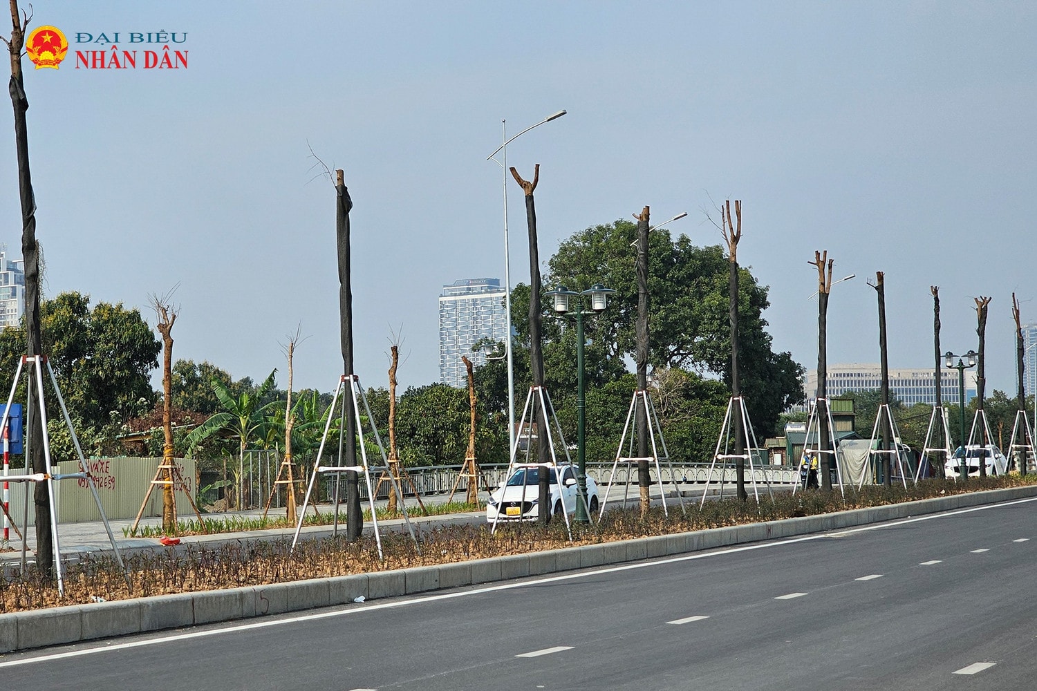 cay-chet-le-quang-dao-keo-dai-2025-1.jpg