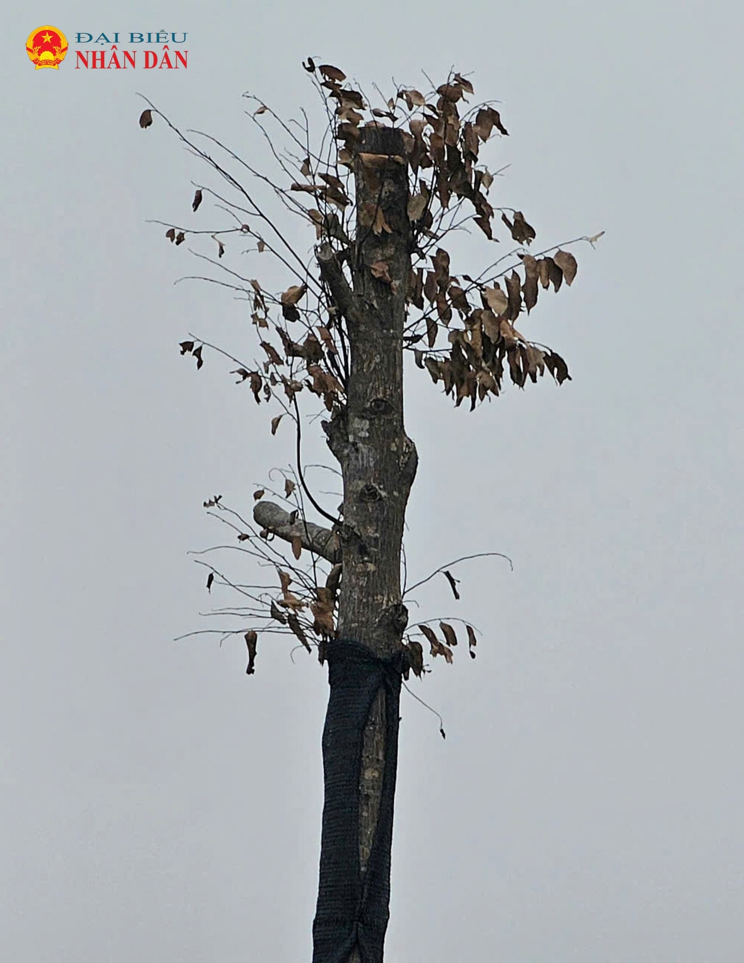 duong-le-quang-dao-keo-dai-2.jpg