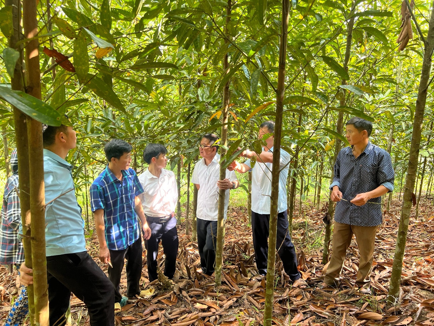 Cán bộ khuyến nông hướng dẫn bà con nông dân chăm sóc cây quế tại huyện Si Ma Cai. Ảnh: laocai.gov.vn