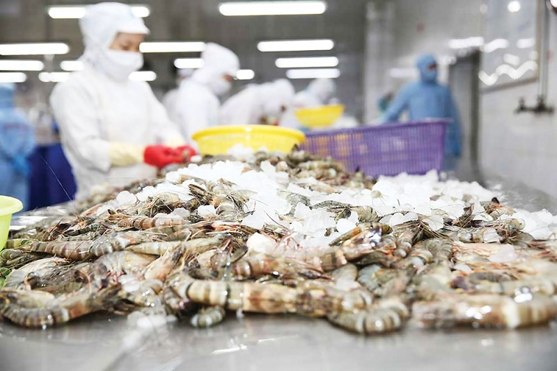 Cần triển khai đồng bộ các giải pháp để ngành tôm phát triển bền vững. Nguồn: ITN