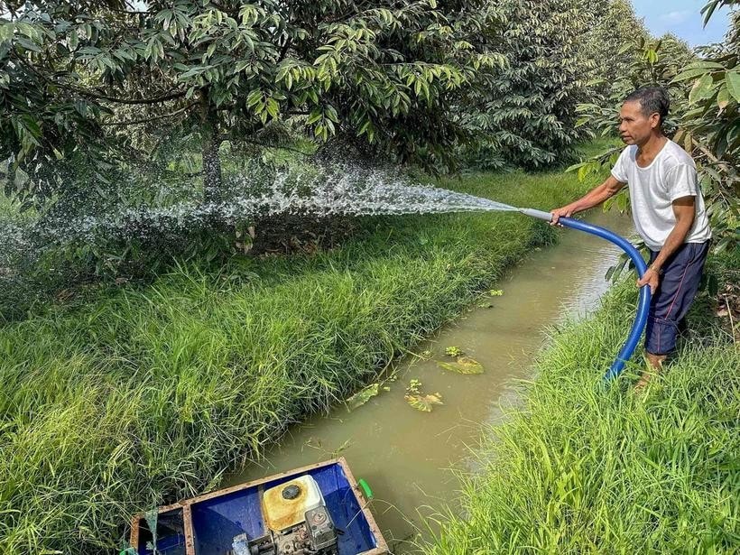 Nông dân xã Vĩnh Bình Bắc, huyện Gò Quao chăm sóc vườn sầu riêng sau khi hệ thống thủy lợi của tỉnh Kiên Giang dần khép kín giúp ngăn mặn, bảo vệ vùng ngọt vào mùa khô. Ảnh: Thanh Liêm/TTXVN