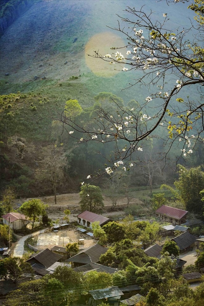 Ban (Bauhinias) fower in Dien Bien (Photo: VNA) Ban (Bauhinias) fower in Dien Bien (Photo: VNA)