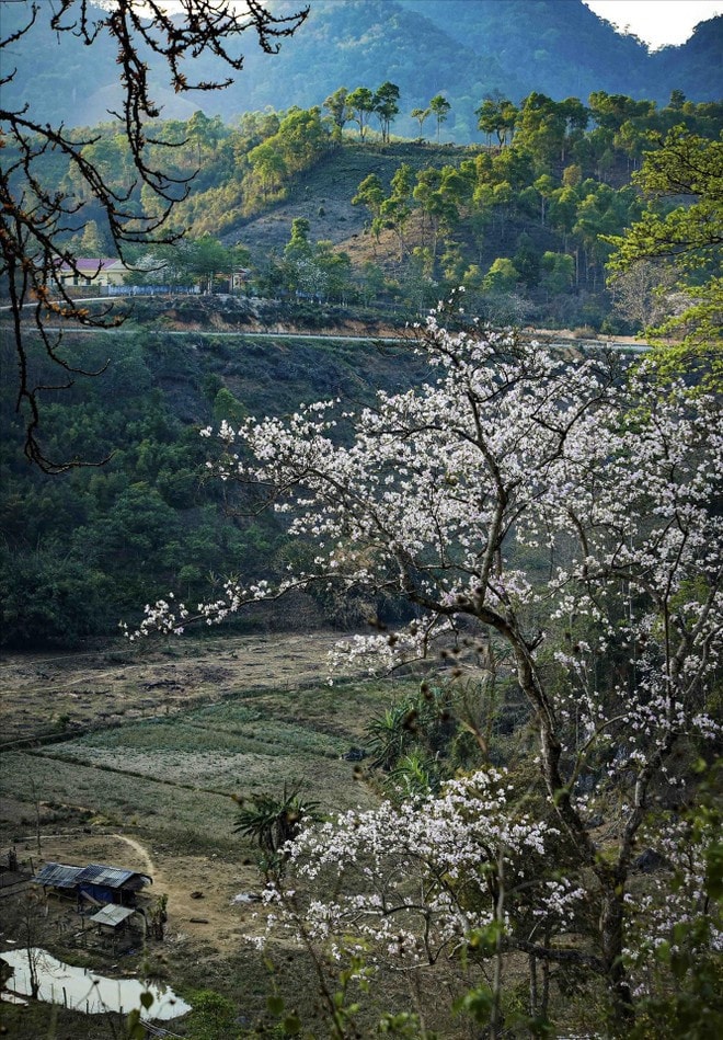 Ban (Bauhinias) flower (Photo: VNA Ban (Bauhinias) flower (Photo: VNA