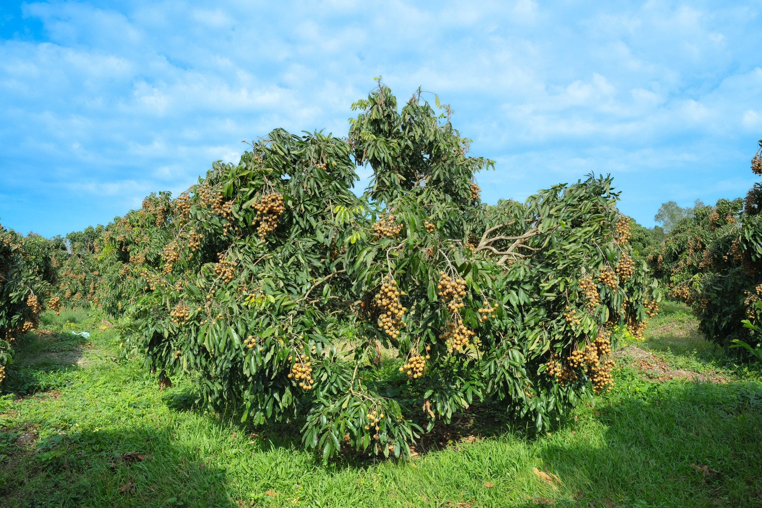 h1-vuon-nhan-su-dung-phan-bon-npk-compressed.jpg