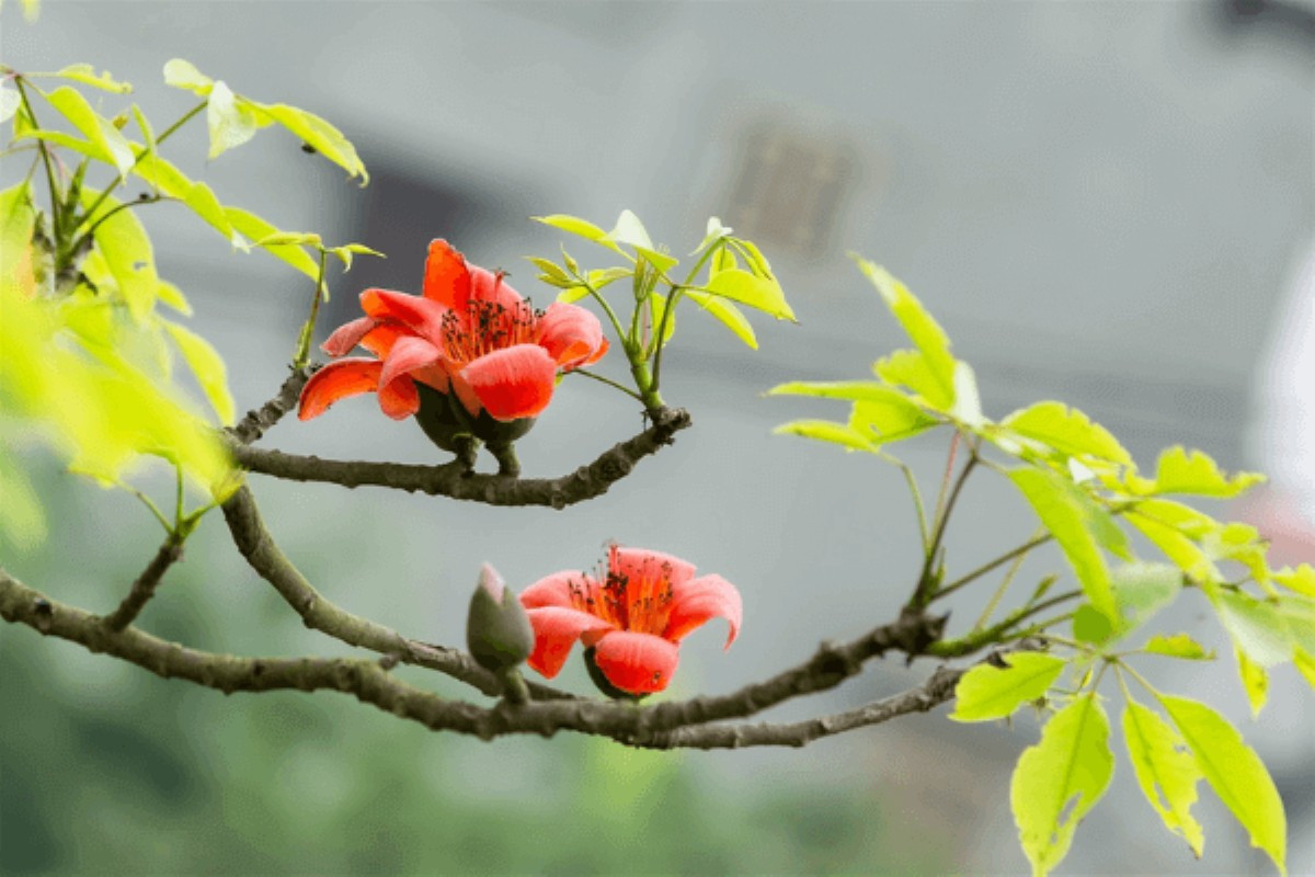 hinh-anh-hoa-gao-thang-3-dep-3.png