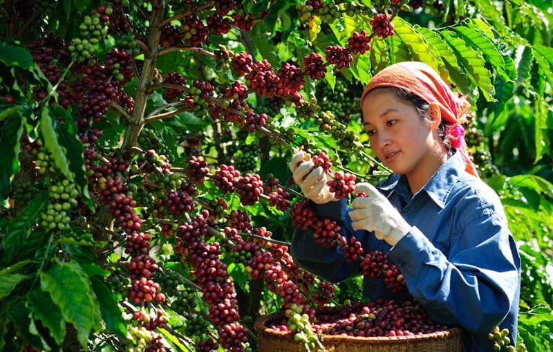 Dự kiến các lĩnh vực được phép thử nghiệm gồm: nông, lâm nghiệp và thủy sản; công nghiệp; năng lượng tái tạo; vật liệu xây dựng. Nguồn: ITN