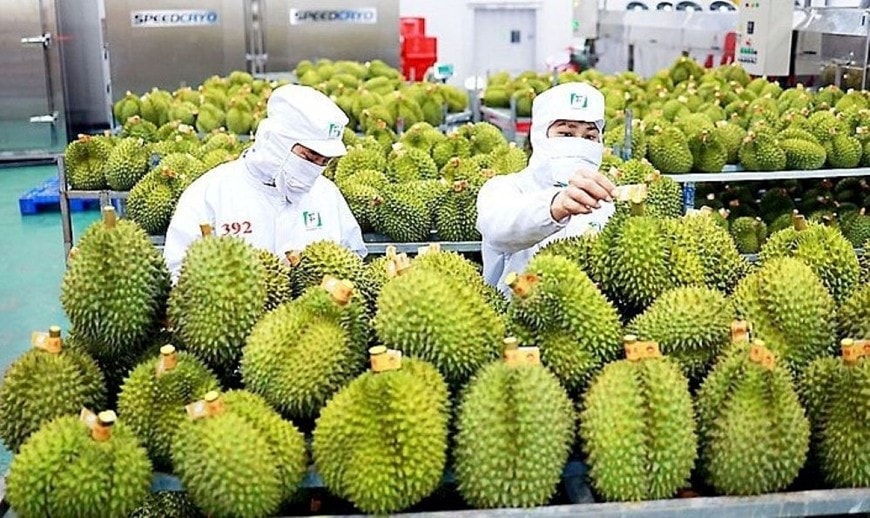 Đến giữa tháng 2.2025, xuất khẩu sầu riêng giảm 80% so với cùng kỳ năm trước do Trung Quốc siết chặt kiểm dịch chất vàng O. Nguồn: ITN
