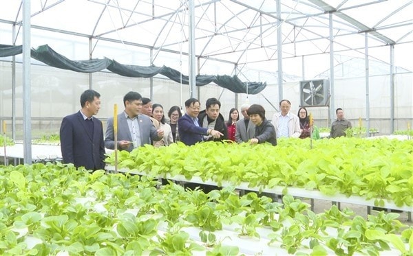 Đoàn thẩm định của Văn phòng Nông thôn mới thành phố Hà Nội thăm mô hình nông nghiệp trên địa bàn huyện Gia Lâm. Ảnh: Mai Phương