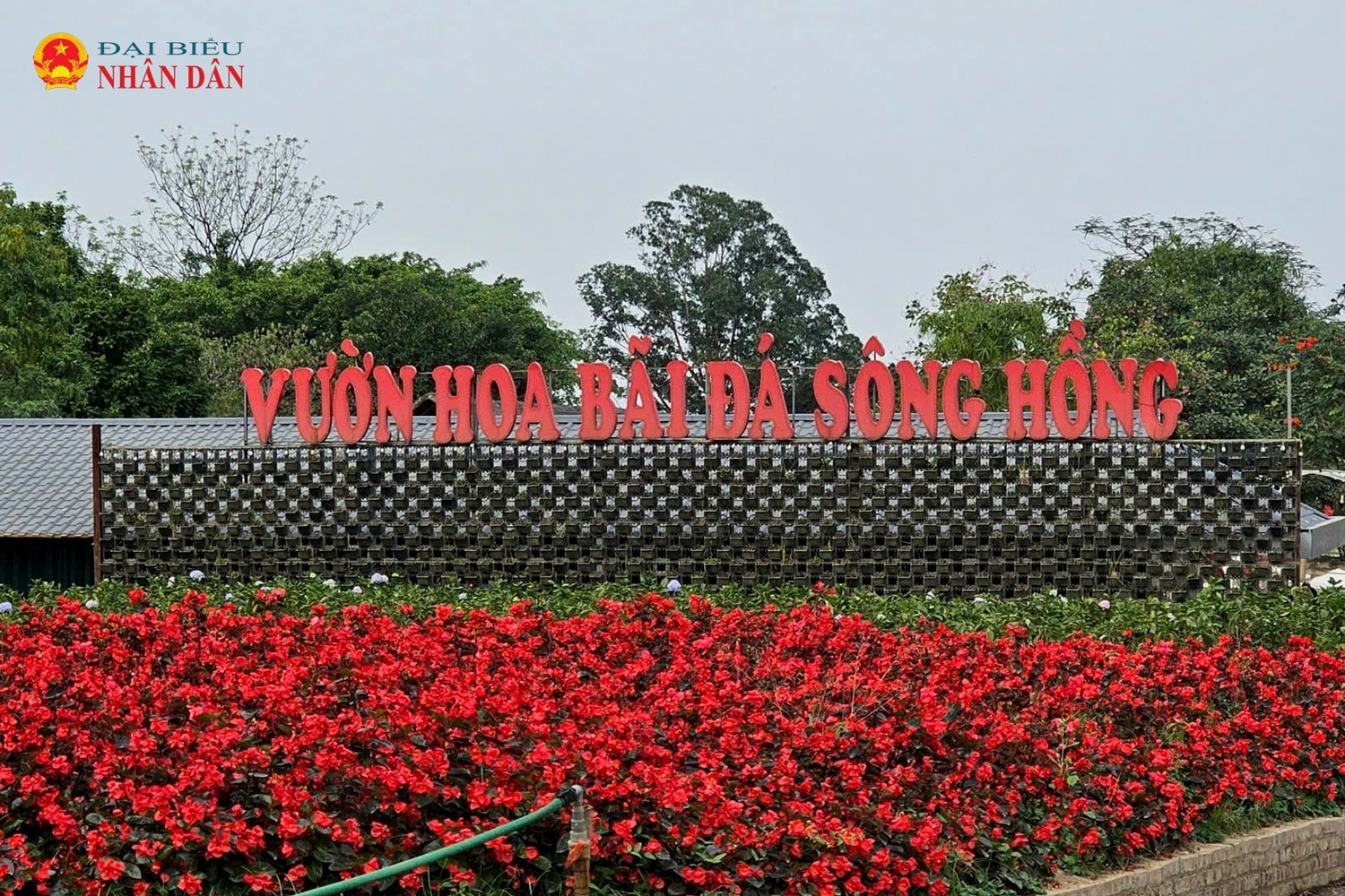 bai-da-song-hong-nhat-tan-tay-ho-2025-7.jpg