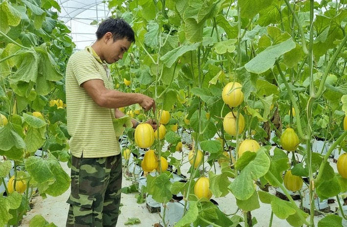 Trong kỷ nguyên vươn mình của dân tộc, kinh tế tập thể, kinh tế hợp tác với nòng cốt là hợp tác xã tiếp tục giữ vai trò quan trọng