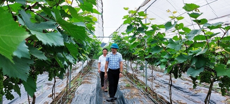 Nhiều mô hình sản xuất kinh tế ứng dụng công nghệ cao đem lại thu nhập ổn định cho người dân huyện Chương Mỹ. Ảnh: Mỹ Hạnh