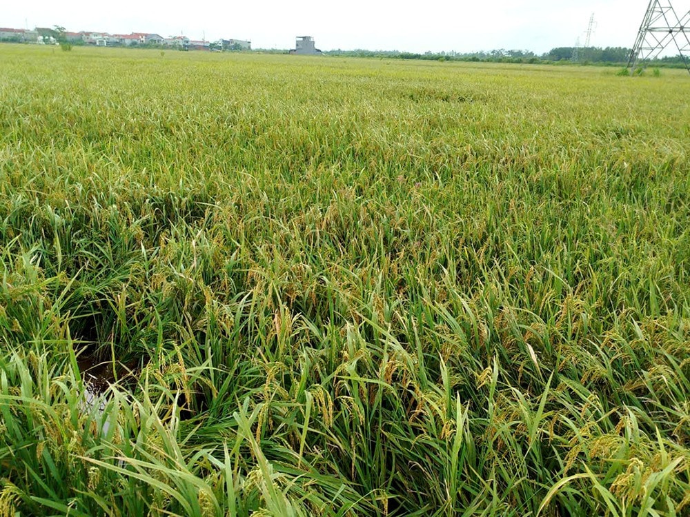 Cây lúa trong mô hình IPHM ở Phú Thọ thân cứng, khỏe, ít bị gãy đổ hơn trong bão Yagi