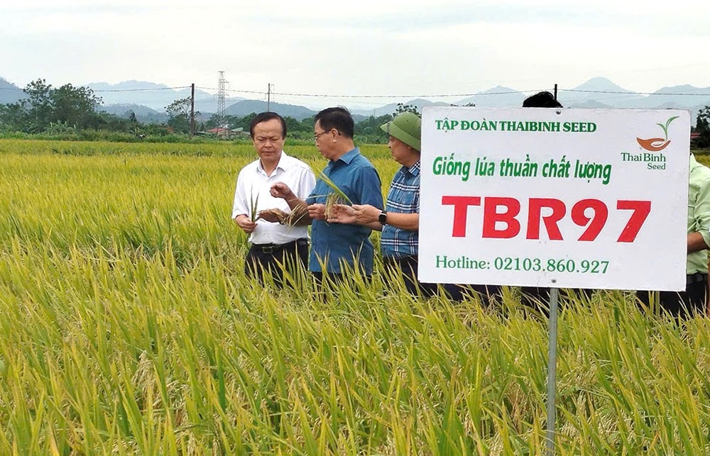 Lãnh đạo ngành nông nghiệp Phú Thọ kiểm tra mô hình IPHM trên cây lúa