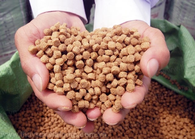 The Uzbekistan side shows interest in developing freshwater and rice-field fish farming. - Illustrative image (Photo: Internet) The Uzbekistan side shows interest in developing freshwater and rice-field fish farming. - Illustrative image (Photo: Internet)