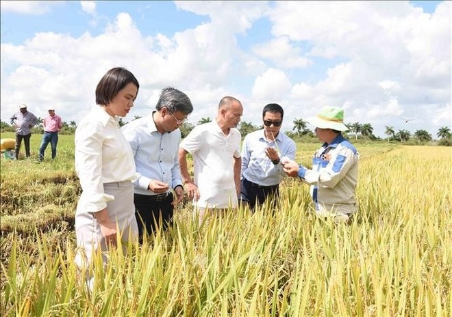 Vietnamese Ambassador to Cuba Le Quang Long (second from left) visits a rice field under a pilot project between a Vietnamese firm and Cuban farmers. (Photo: VNA) Vietnamese Ambassador to Cuba Le Quang Long (second from left) visits a rice field under a pilot project between a Vietnamese firm and Cuban farmers. (Photo: VNA)