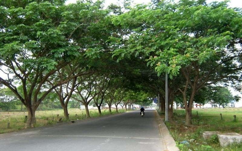 cay-xanh.jpg