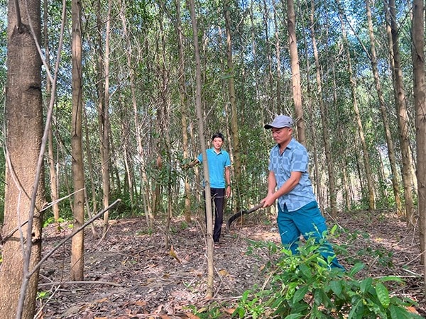 anh-2-tu-nguon-von-vay-giai-quyet-viec-lam-anh-nguyen-hoang-hai-da-mo-rong-cham-soc-cai-tao-rung-keo-cua-gia-dinh-anh-vbsp.jpg